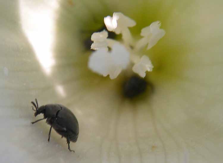 Forse.... Dermestidae? No. Chrysomelidae Bruchinae